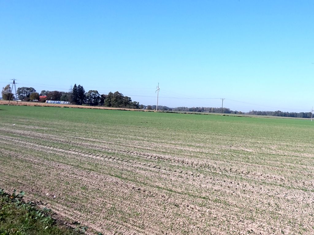 uprawa, zboża, rzepak, przezimowanie, gus, oziminy