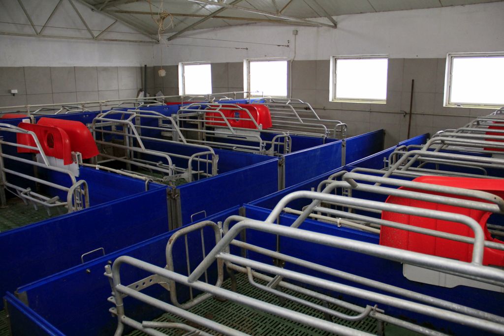 hodowla świń, trzoda chlewna, wysokie koszty produkcji, opłacalność,tucz świń, modernizacja,