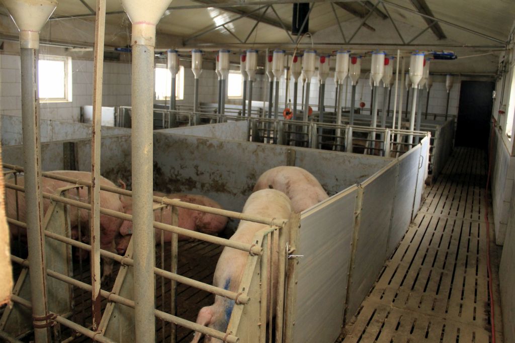 hodowla świń, trzoda chlewna, wysokie koszty produkcji, opłacalność,tucz świń, modernizacja,