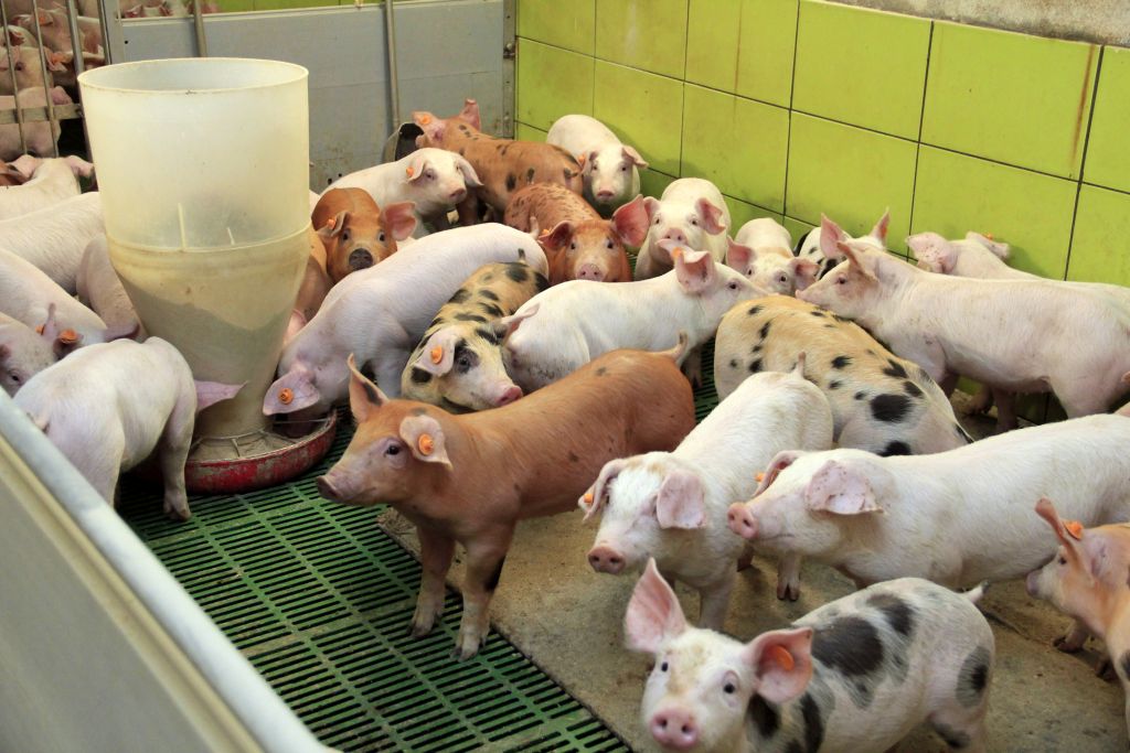 ograniczenie stosowania antybiotyków, leczenie zwierząt, bioasekuracja, antybiotykooporność