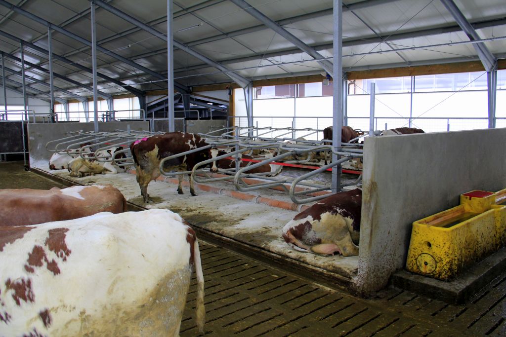 Dairymaster, karuzelowa hala udojowa, dój krów mlecznych, szybki dój. wydajna hala