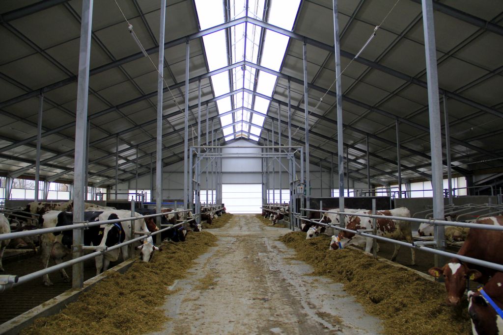 Dairymaster, karuzelowa hala udojowa, dój krów mlecznych, szybki dój. wydajna hala