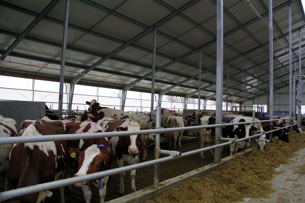 Dairymaster, karuzelowa hala udojowa, dój krów mlecznych, szybki dój. wydajna hala