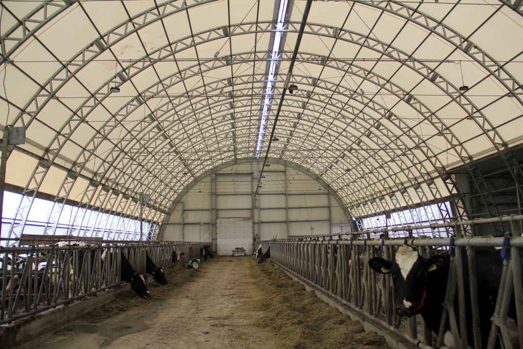 produkcja serów, twarogów, przetwory mleczne, mleko, bydło mleczne, hala łukowa, robot udojowy