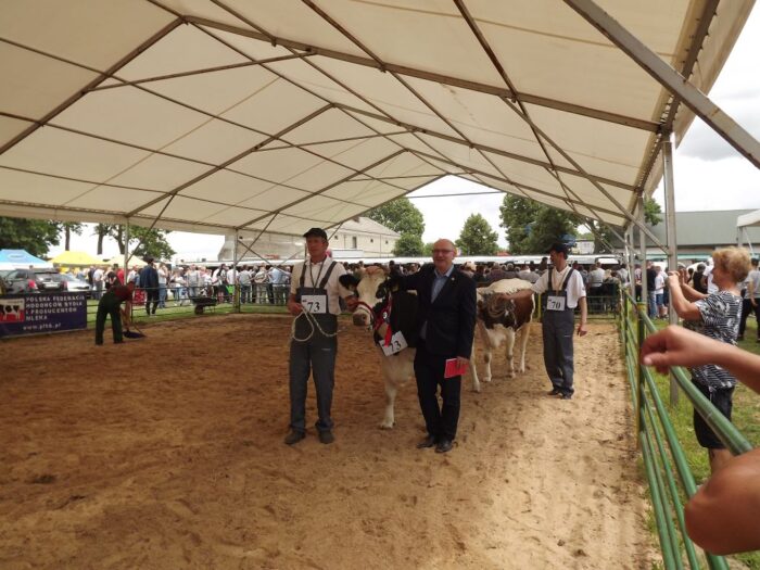 białogrzbiety, bydło białogrzbiete, I Krajowa Wystawa Bydła Białogrzbietego, Zielone AgroShow, rasy zachowawcze