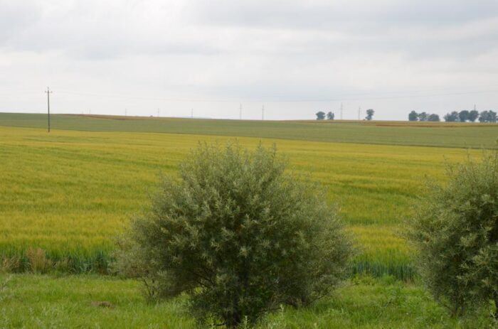 kowr, działki