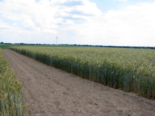 iung-pib puławy, iung, zboże, rzepak, plony