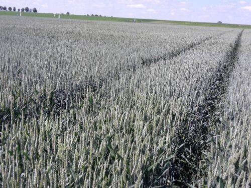 sprzedaż, zboże, kukurydza, wsparcie, projekt, rozporządzenie