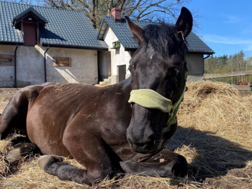 koń, utrzymanie, znęcanie się, zarzut