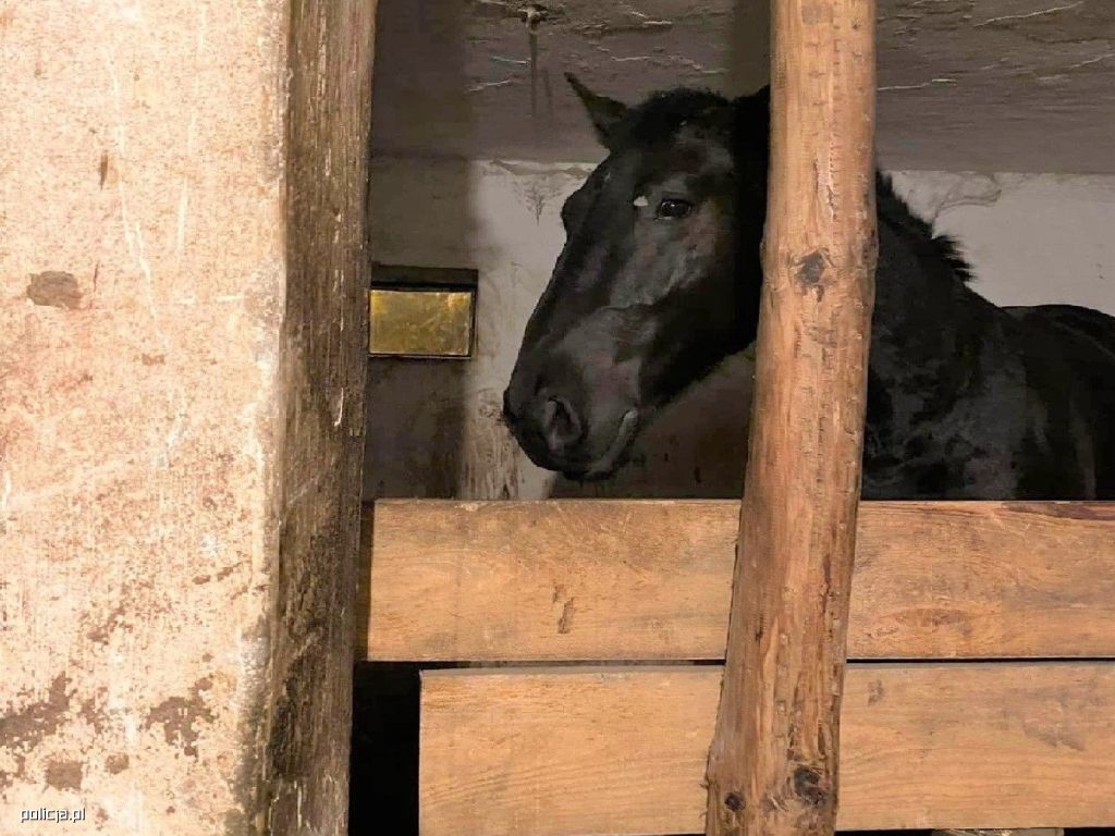 koń, utrzymanie, znęcanie się, zarzut