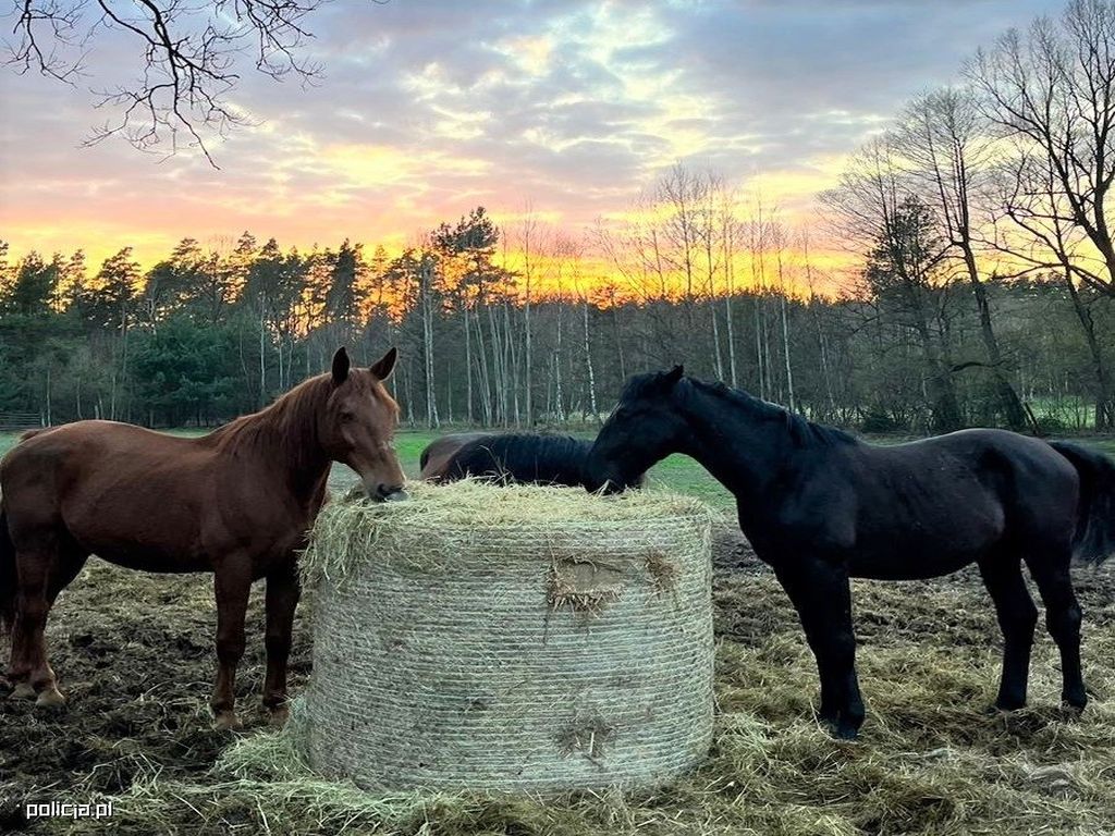 koń, utrzymanie, znęcanie się, zarzut
