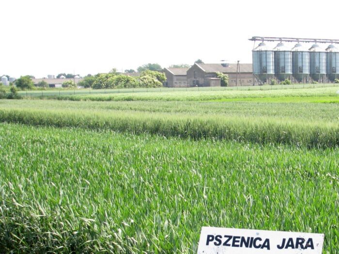 korona, zzr korona, rars, rezerwy strategiczne, pszenica, skup