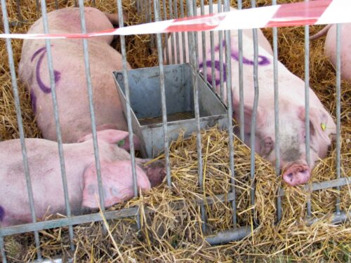 kpir, kujawsko-pomorskie, hodowla świń, asf, bioasekuracja