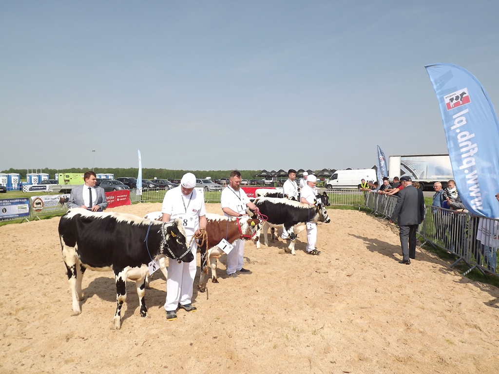 białogrzbiety, bydło białogrzbiete, I Krajowa Wystawa Bydła Białogrzbietego, Zielone AgroShow, rasy zachowawcze