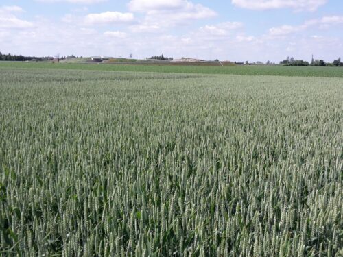 izba zbożowo-paszowa, zboże, sprzedaż, dopłaty