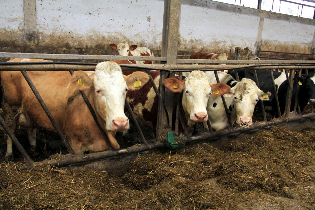Zielone Mleko, produkcja serów dojrzewających o podwyższonej wartości odżywczej.