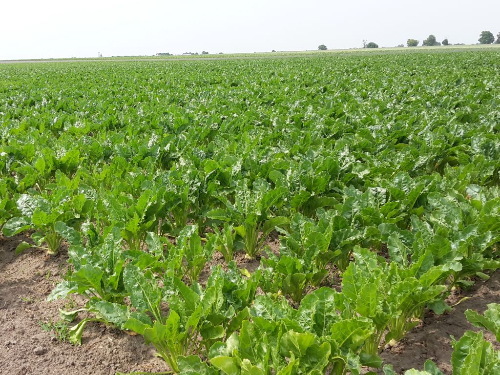 zagórski, kgs, krajowa grupa spożywcza, buraki, plantatorzy, cukier