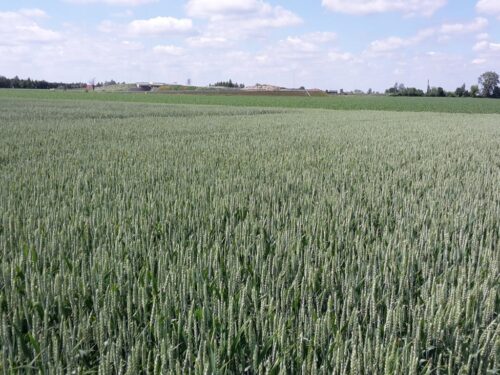 izba zbożowo-paszowa, zboże, ceny, jakość, susza