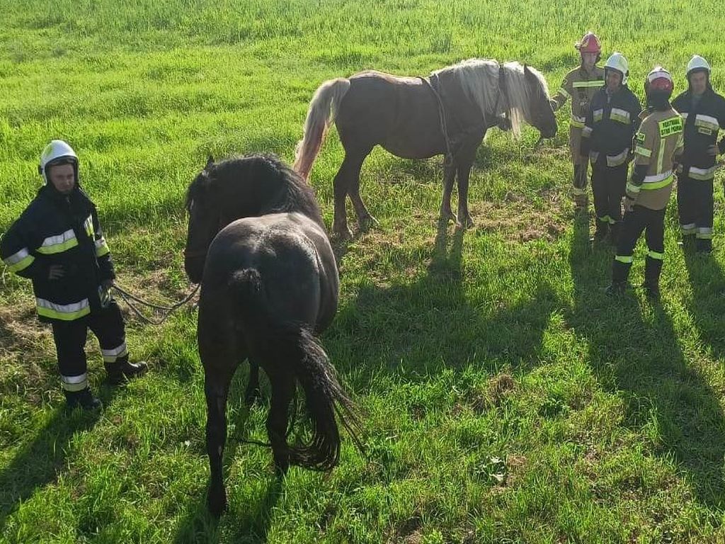 kmp zamość, km psp zamośc, wypadek, zaprzęg, furmanka, woźnica, zderzenie