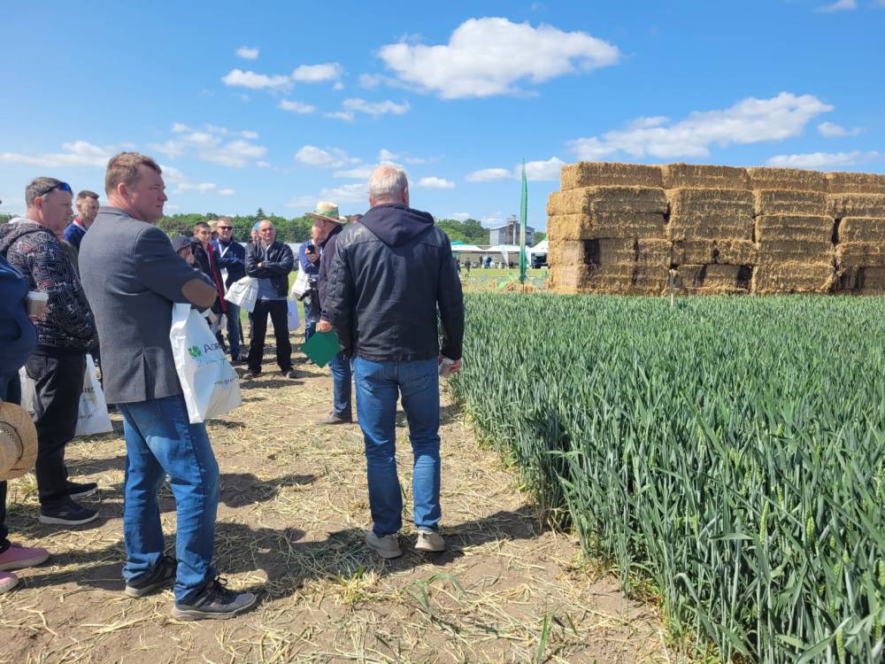 Agro-Sieć, Grubno, Mistrzowskie Pola