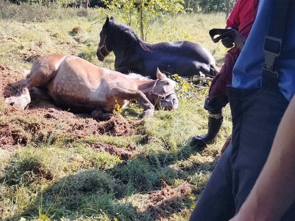 kp psp kartuzy, konie, akcja ratunkowa, bagno