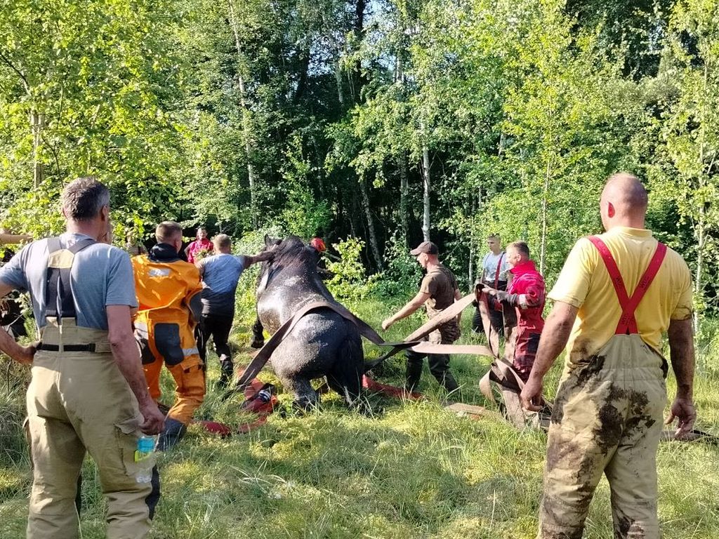 kp psp kartuzy, konie, akcja ratunkowa, bagno