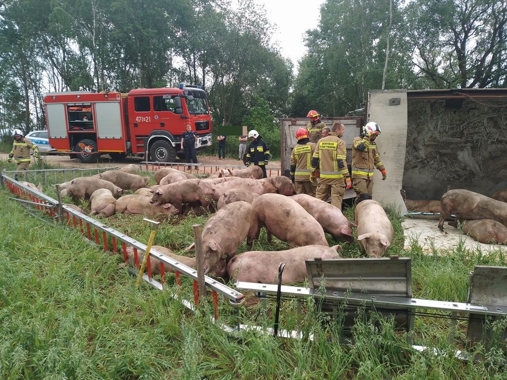 kp psp siemiatycze, wypadek, wywrócona ciężarówka, świnie, transport trzody
