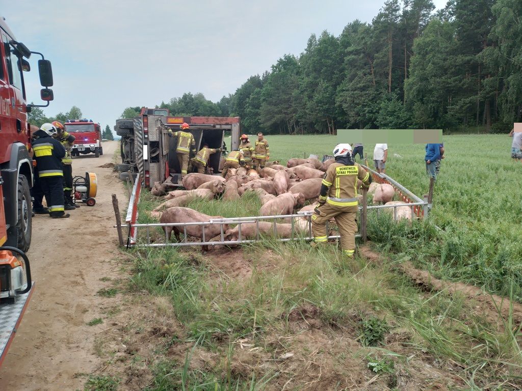 kp psp siemiatycze, wypadek, wywrócona ciężarówka, świnie, transport trzody