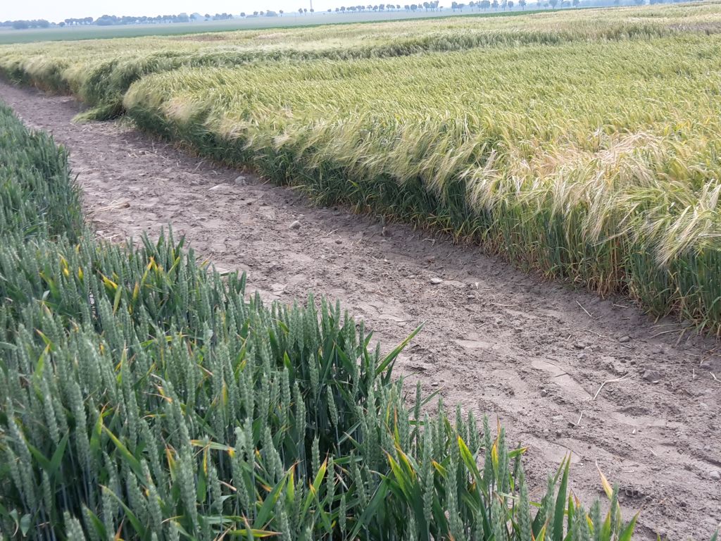 rosja, ukraina, wojna, produkcja rolna, zboże, straty