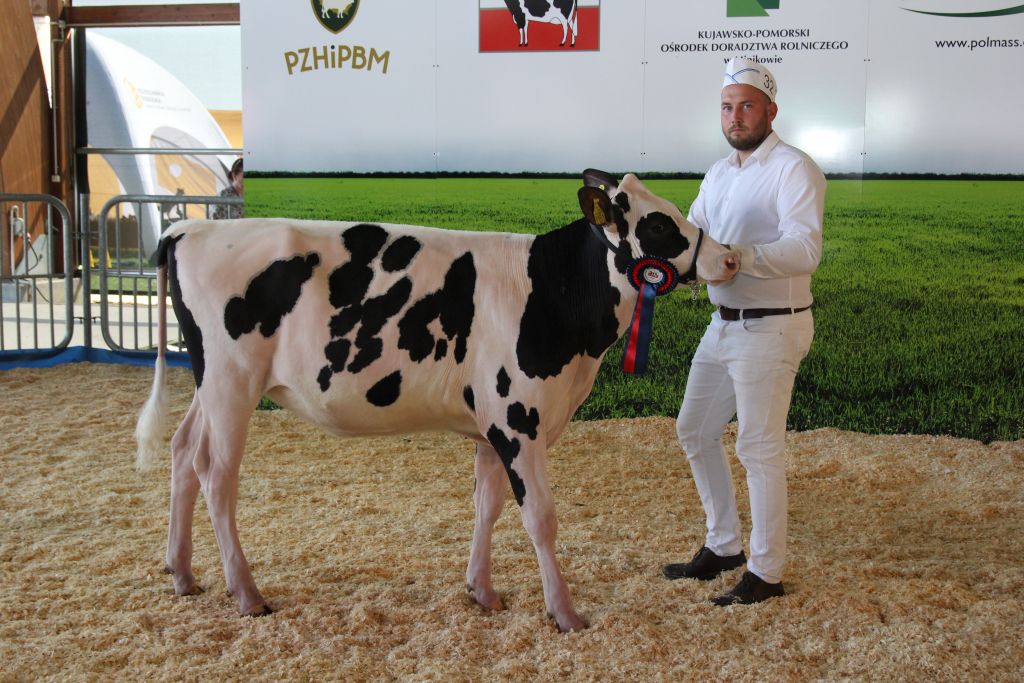 Regionalna Kujawsko-Pomorska Wystawa Zwierząt Hodowlanych, Agro-Tech, Minikowo, krowy mleczne, jałówki, bydło mleczne