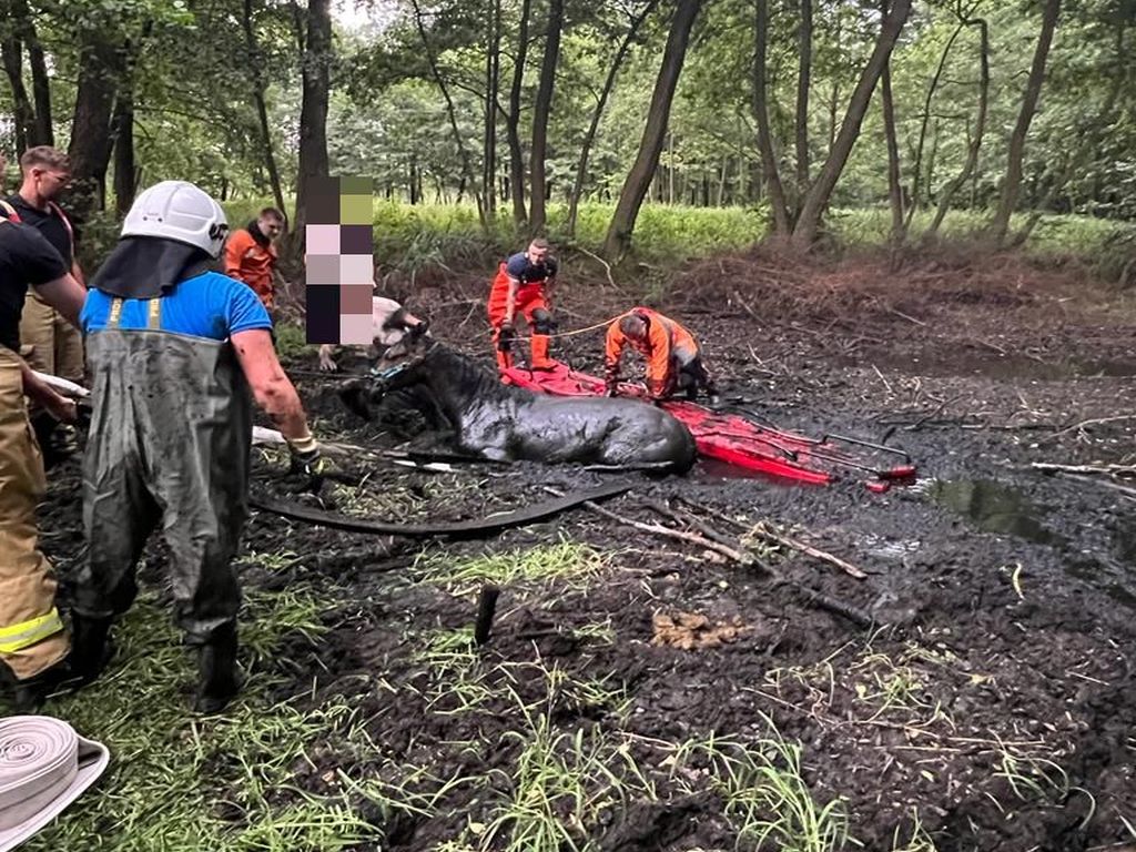kp psp słupca, akcja ratownicza, konie, bagno, wyciąganie