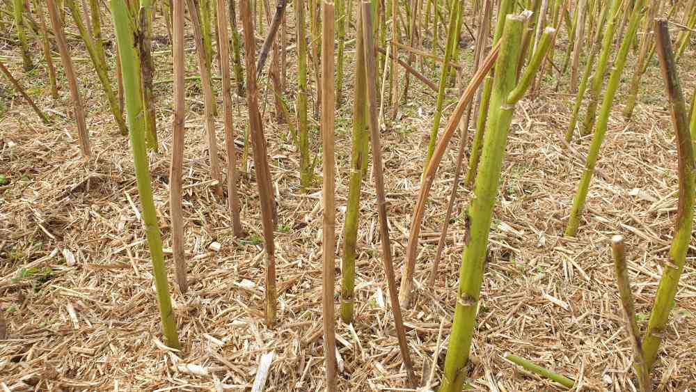 Verticillium, rzepak, pole