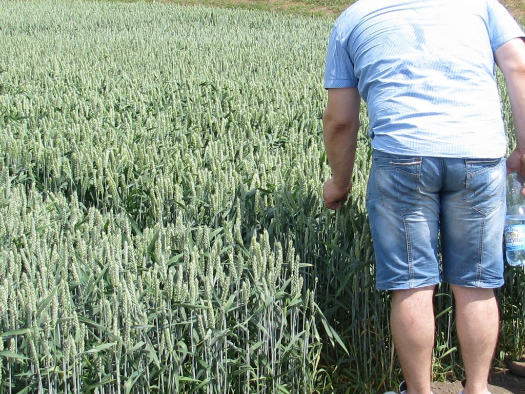 projekt, rozporządzenie, rząd, szkody, susza, szacowanie, komisja