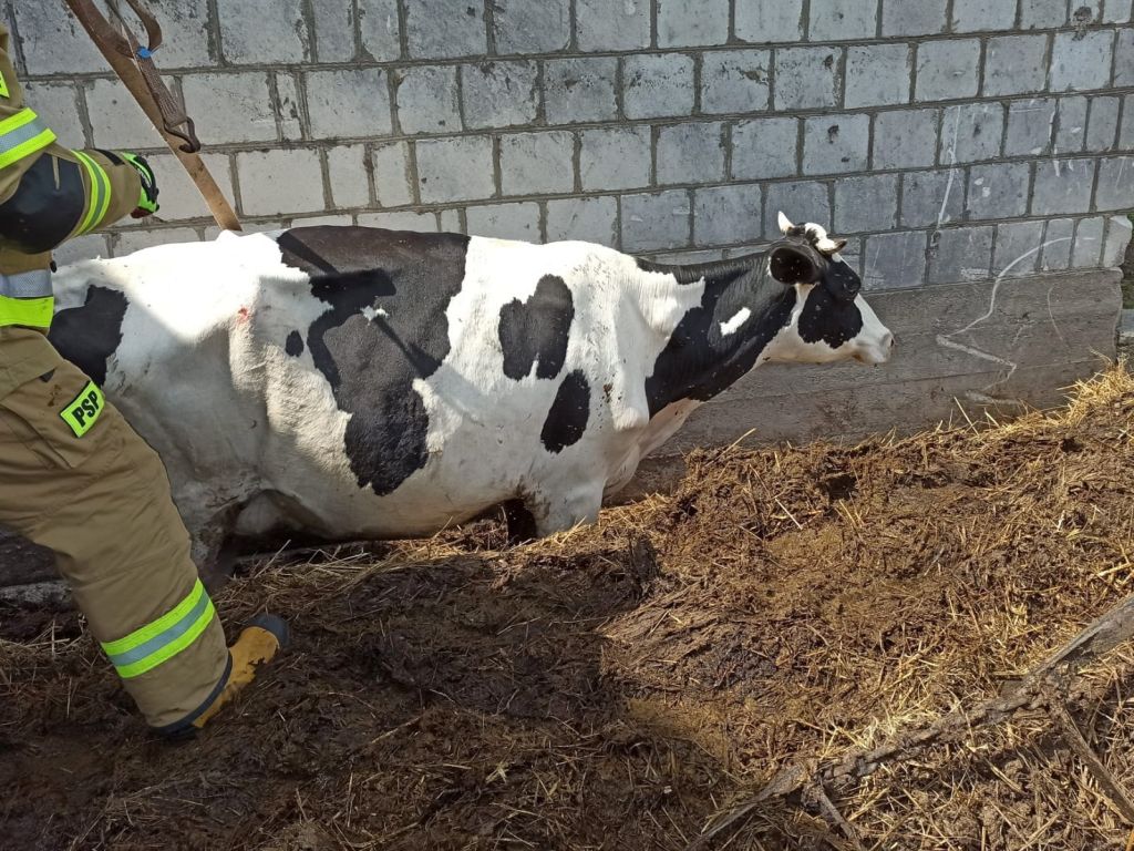 kp psp nidzica, krowa, obora, akcja, pomoc