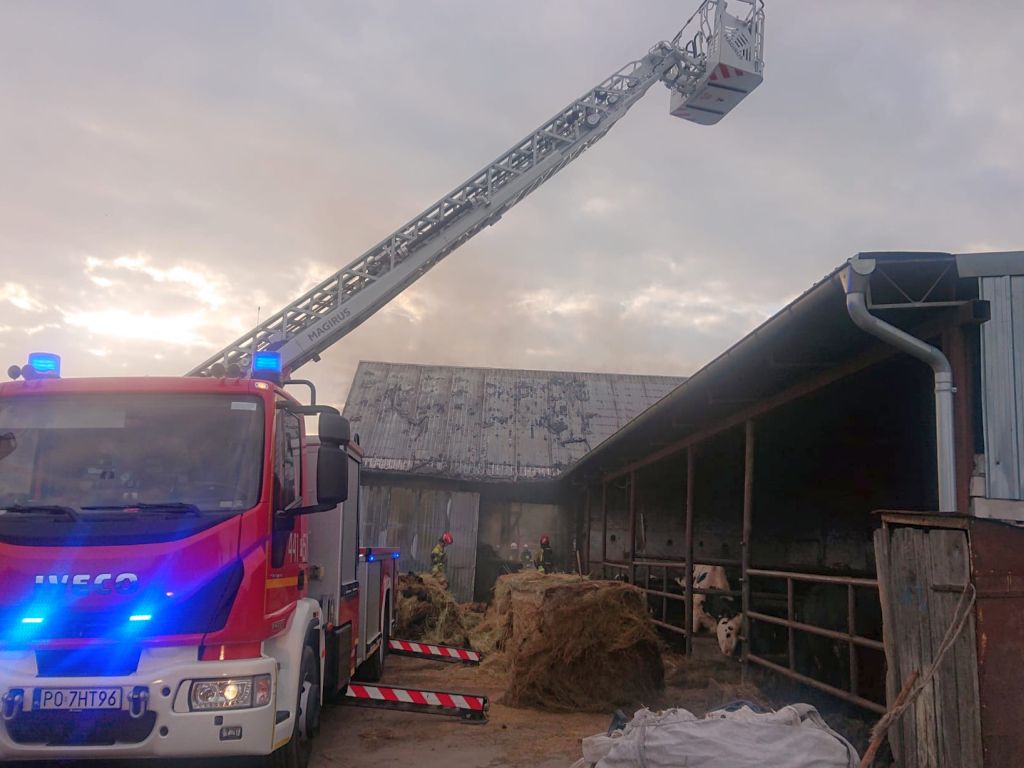 kp psp grodzisk wielkopolski, pożar, gospodarstwo, bydło, kurczaki, straty