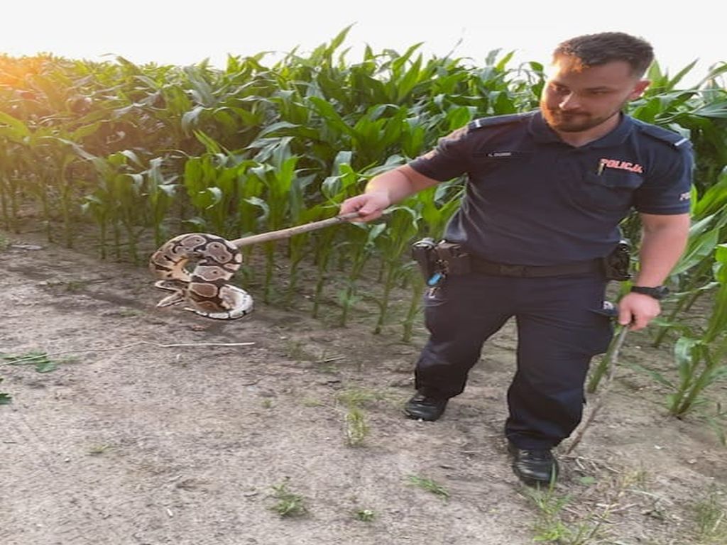 kpp łuków, interwencja, kukurydza, wąż, pyton