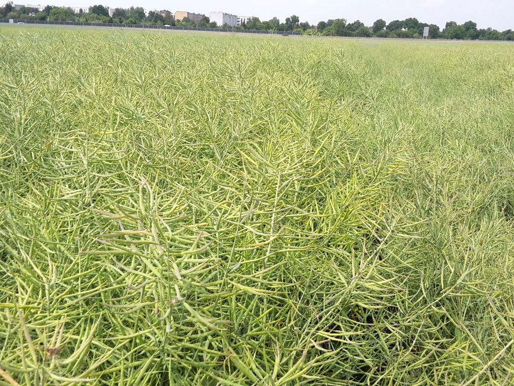 kzprz, pspo, rzepak, zbiory, żniwa