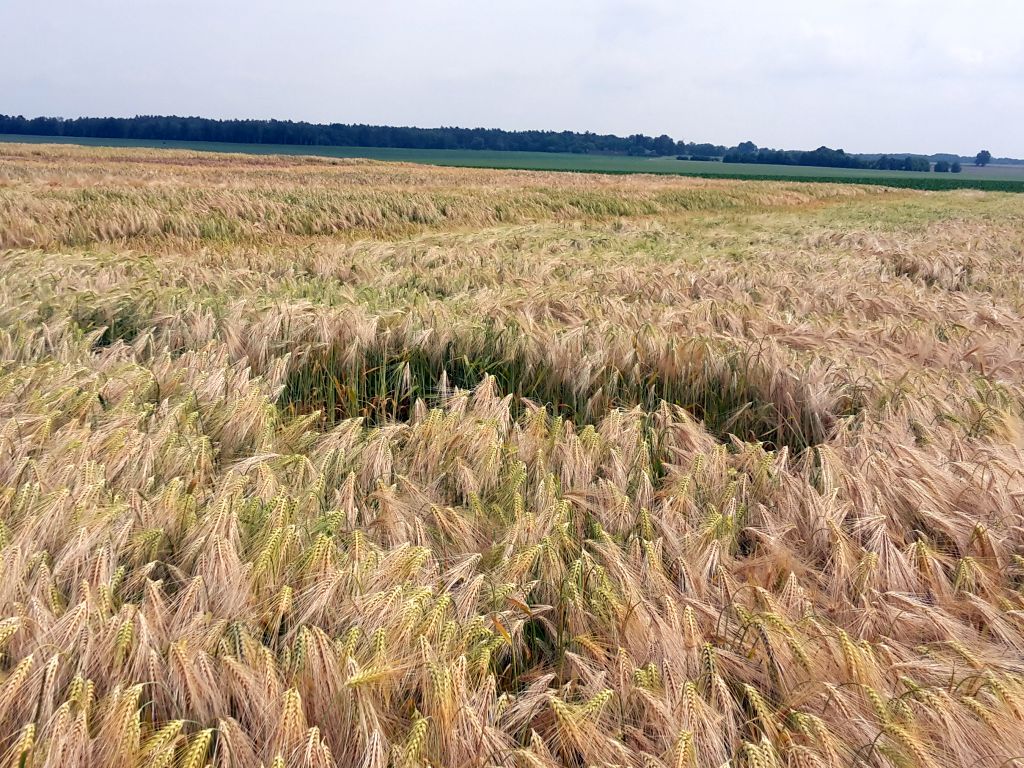 big infomonitor, branża rolno-spożywcza, eksport, firmy, długi, zadłużenie, zobowiązania