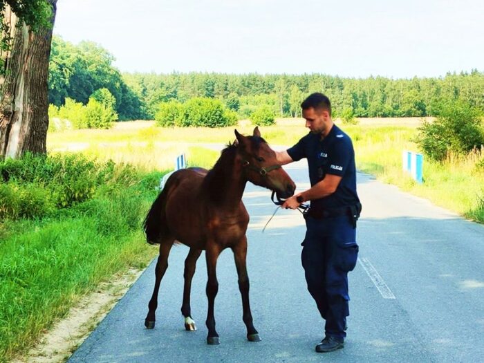 kpp środa śląska, koń, źrebak, ucieczka