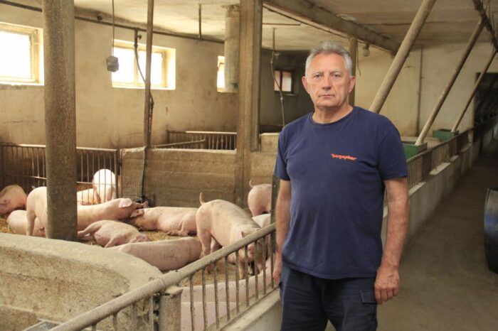 produkcja tuczników, cykl zamknięty, żywienie grochem,