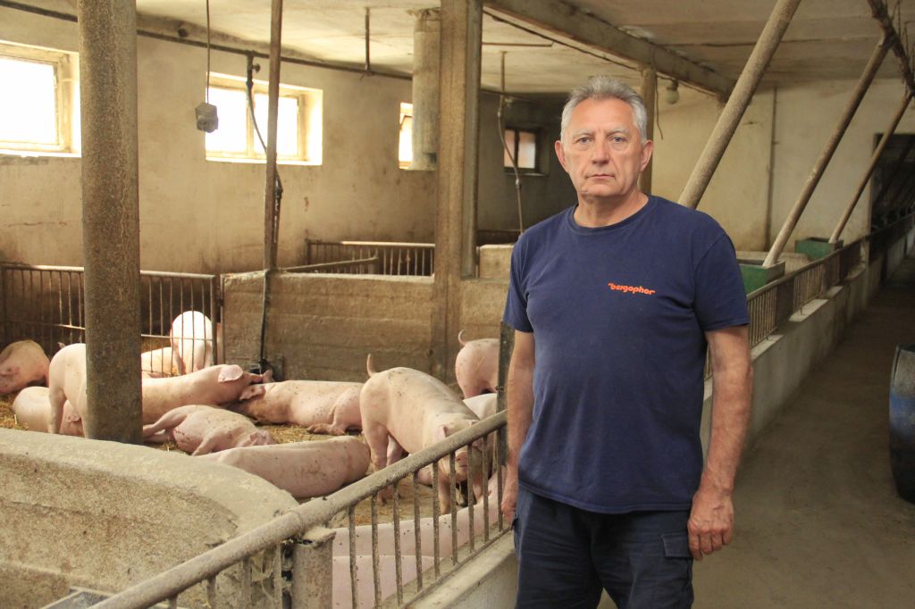 produkcja tuczników, cykl zamknięty, żywienie grochem,