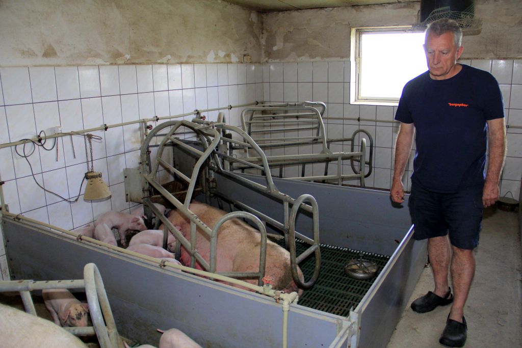 produkcja tuczników, cykl zamknięty, żywienie grochem,