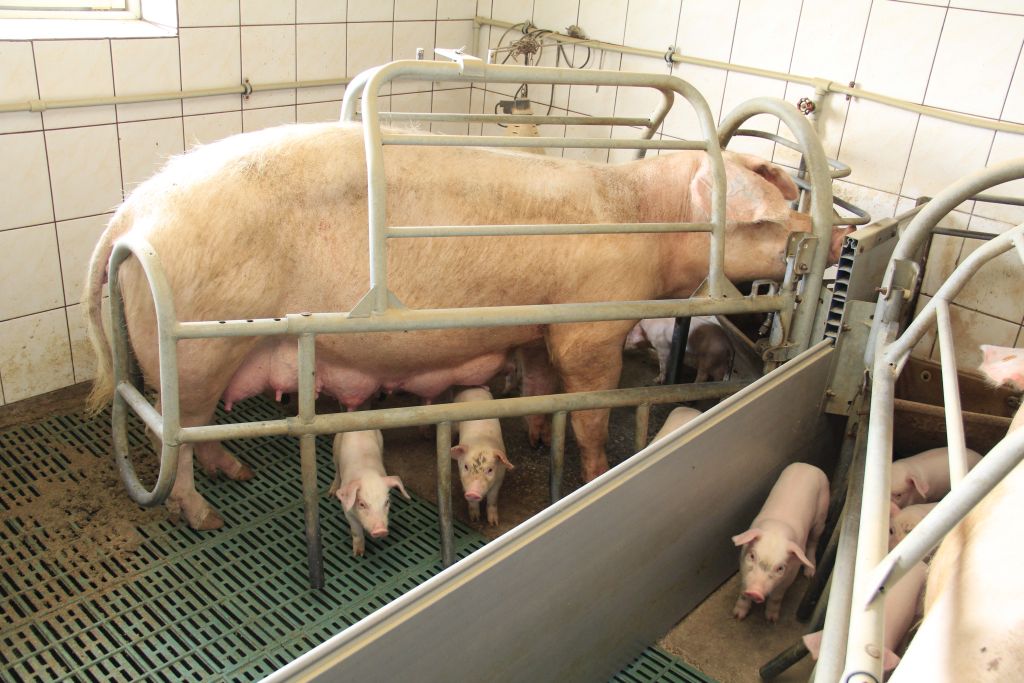 produkcja tuczników, cykl zamknięty, żywienie grochem,