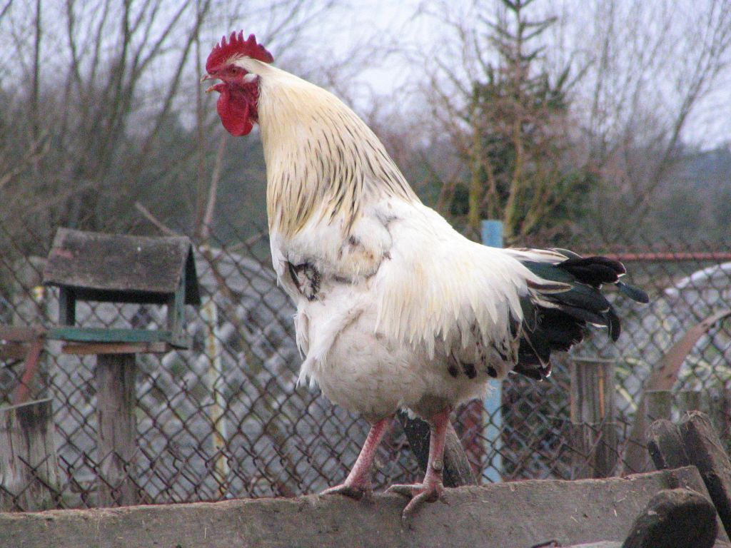 podlaskie, podlasie, drób, hodowla, rzekomy pomór drobiu, ograniczenia, szczepienia