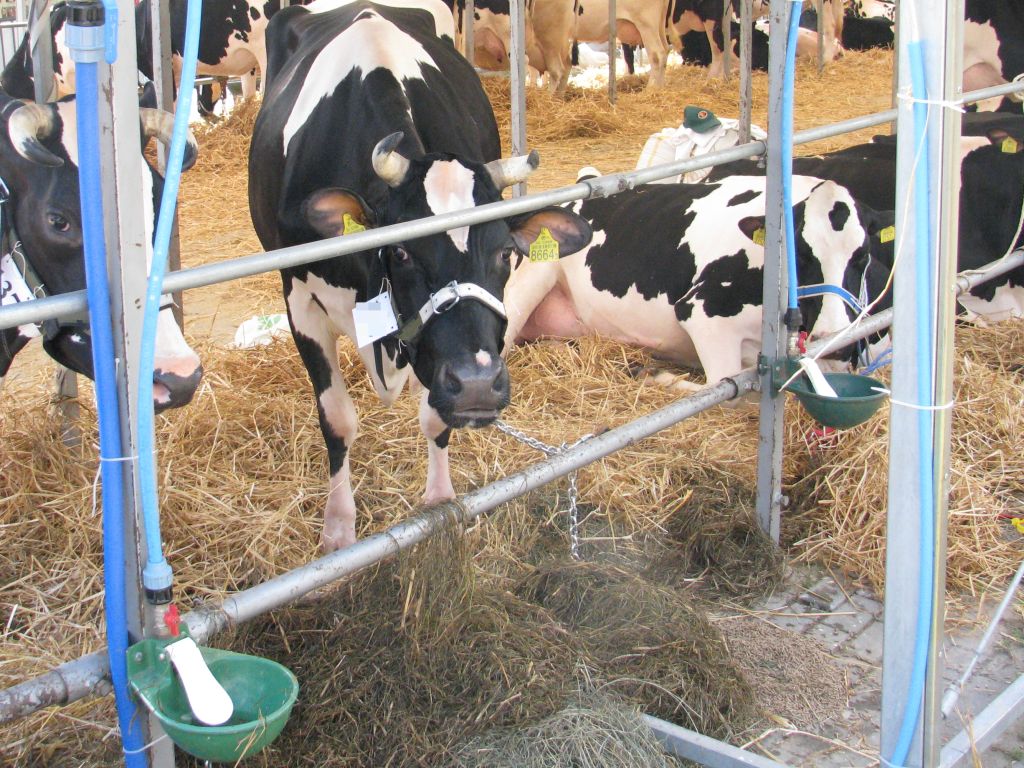 kzsm, spółdzielnie mleczarskie, zakłady mleczarskie, mrirw, kryzys, ceny, skup, mleko