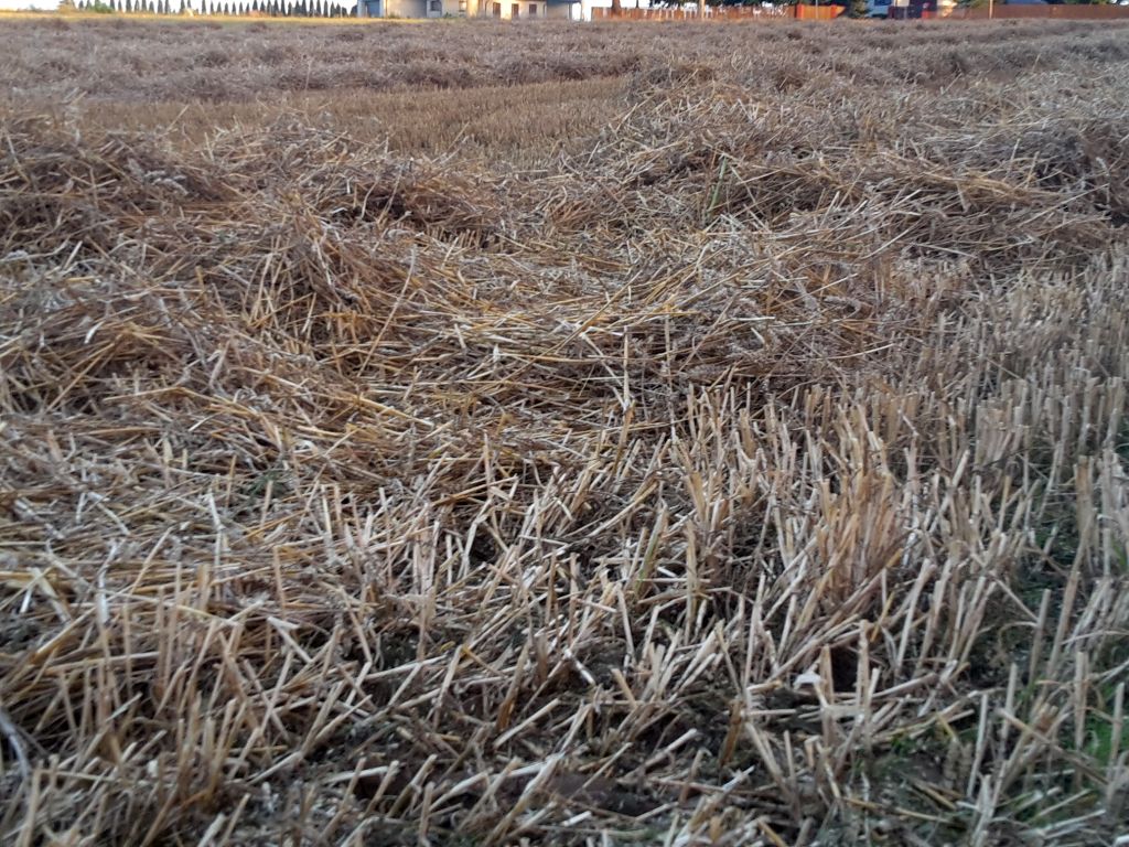 świętokrzyskie, śdor, zbiory, żniwa, plony, zboże