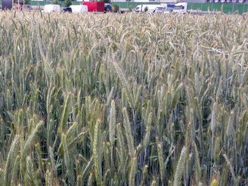 ukraina, rumunia, umowa, eksport, produkty rolne, zboże, umowa zbożowa