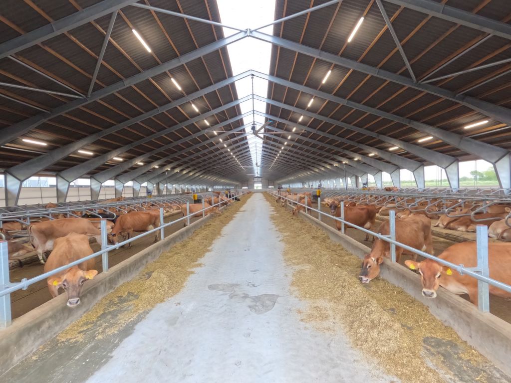 DeLaval, VMS, DeLaval VMS™ V310, roobty udojowe, krowy mleczne, automatyzacja doju, hodowca bydła, dój krów, ferma