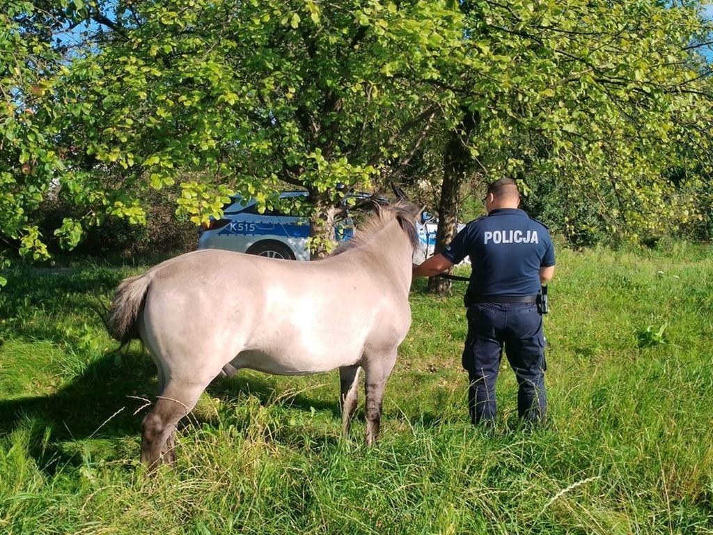 kpp lubaczów, koń, ucieczka, hodowca