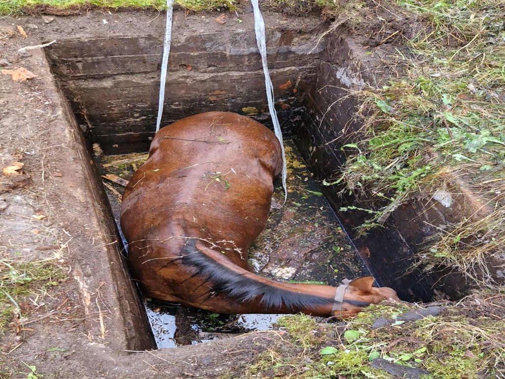 kp psp grójec, akcja, koń, uwięziony koń, dźwig, hds